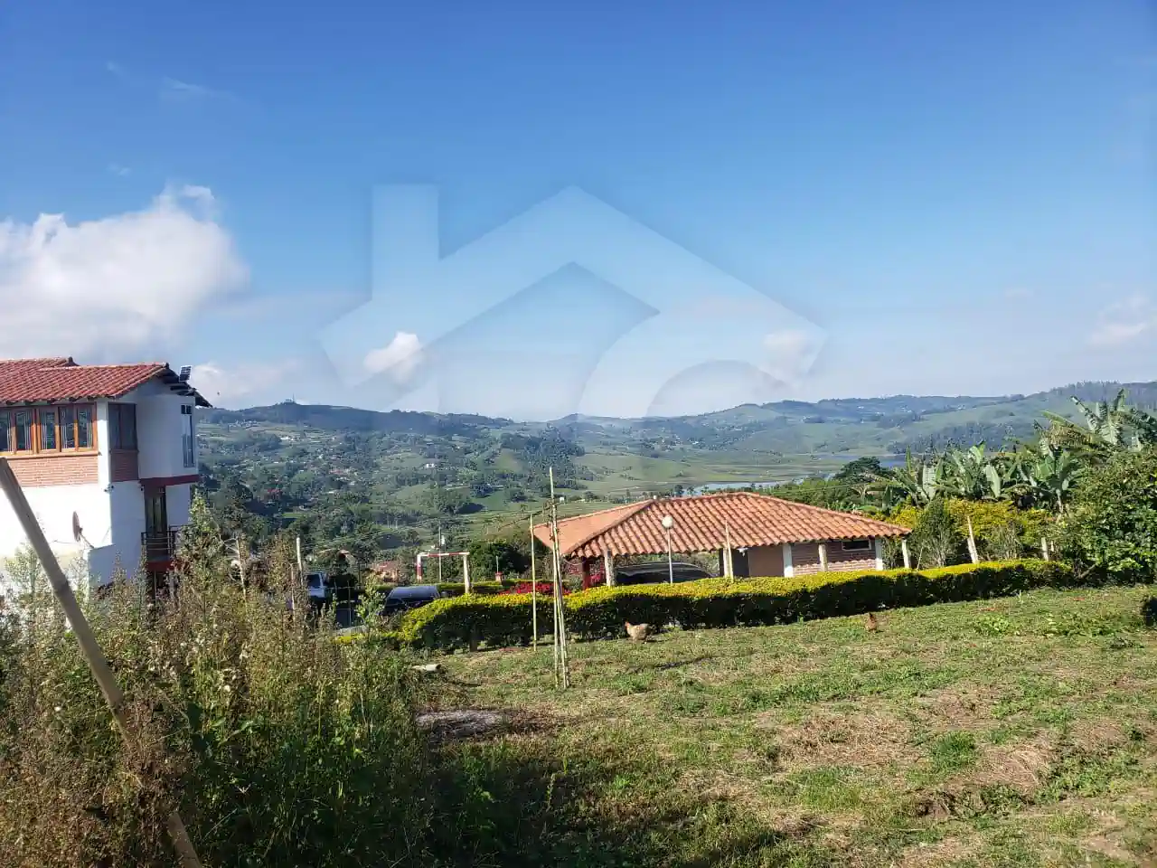 palo negro Jiguales yotoco